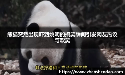 熊猫突然出现吓到姚明的搞笑瞬间引发网友热议与欢笑